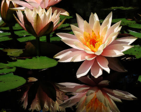 Photo Poster featuring the photograph Water Lily in Sunshine by Deborah Smith