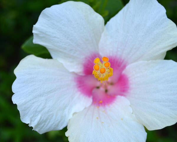 Flower Poster featuring the photograph White and Pink Hibiscus by Amy Fose
