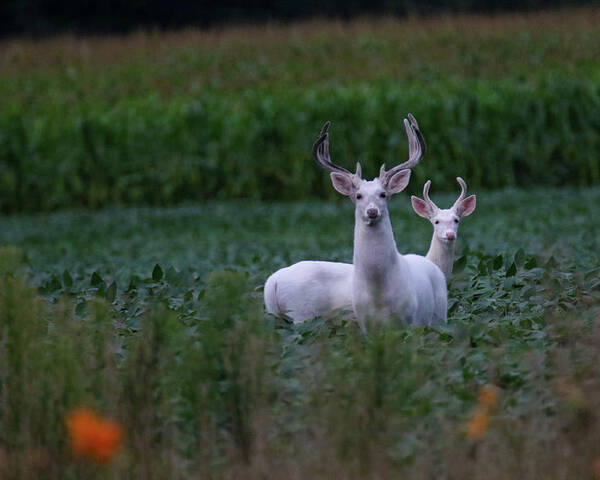 White Poster featuring the photograph White Bucks by Brook Burling