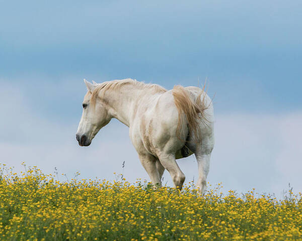 Horse Poster featuring the photograph White Horse of Cataloochee Ranch - May 30 2017 by D K Wall