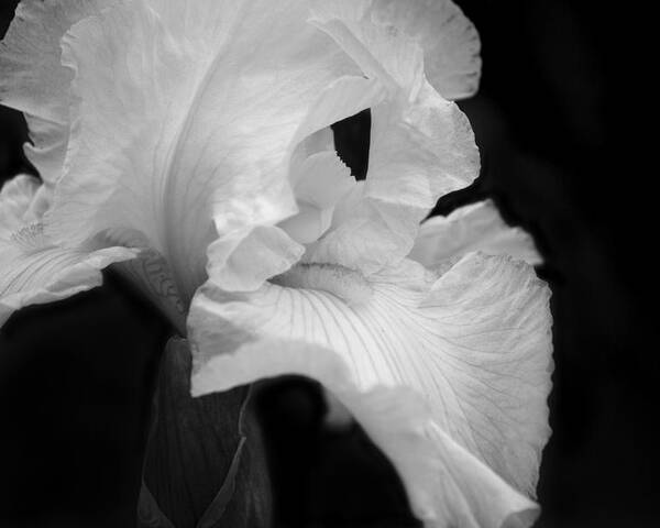 Monochrome Poster featuring the photograph White Iris by Cheryl Day