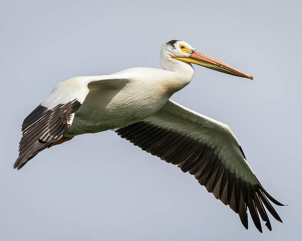 American White Pelican Poster featuring the photograph White Pelican 2016-1 by Thomas Young