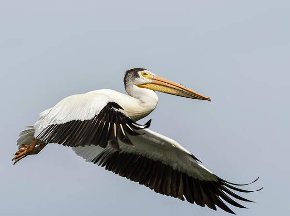 American White Pelican Poster featuring the photograph White Pelican 2016-4 by Thomas Young