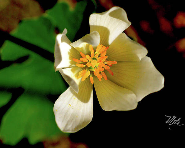 Macro Photography Poster featuring the photograph Bloodroot White Flower by Meta Gatschenberger