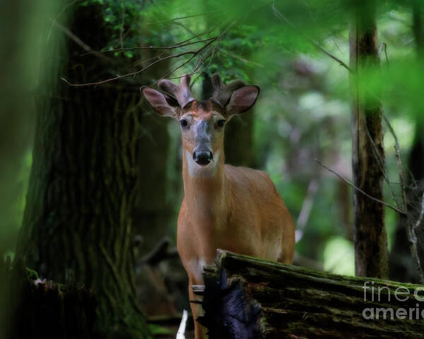 Whitetail Deer Poster featuring the photograph Whitetail deer with velvet antlers in woods by Dan Friend