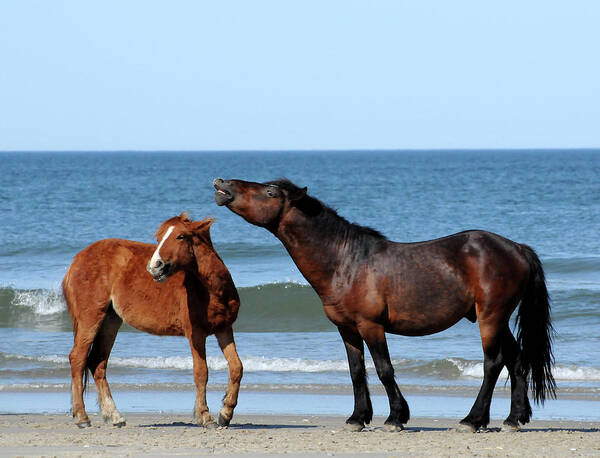 Wild Poster featuring the photograph Wild Horses on Beach by Ted Keller