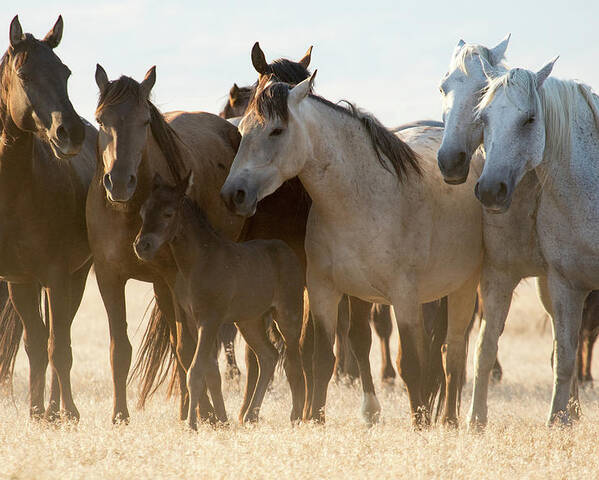 Wild Horses Poster featuring the photograph Wild Mustangs by Wesley Aston