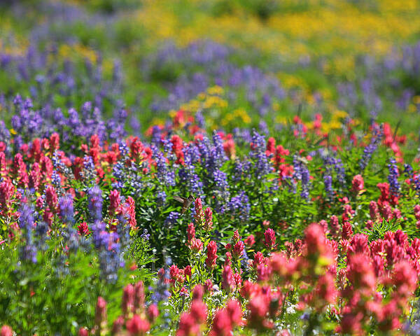 Wildflower Poster featuring the photograph Wildflower Meadow and Hummingbird by Brett Pelletier