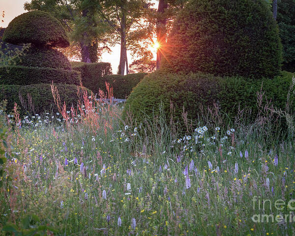 Sunset Poster featuring the photograph Wildflower Meadow at Sunset, Great Dixter by Perry Rodriguez