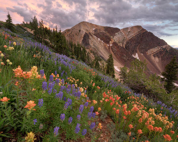 Landscape Poster featuring the photograph Wildflowers with Twin Peaks at Sunset by Brett Pelletier