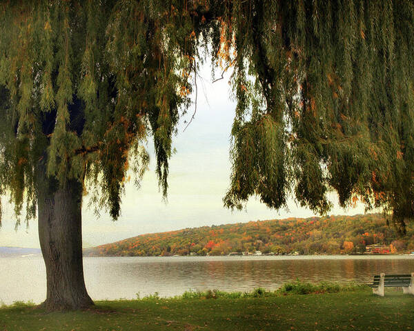 Nature Poster featuring the photograph Willows of Stewart Park by Jessica Jenney