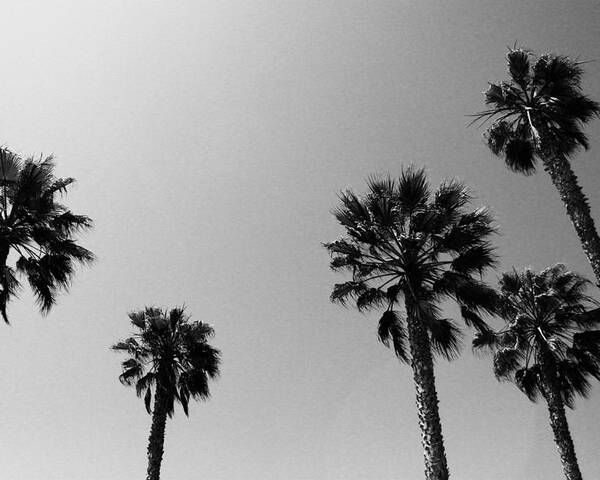 Palm Trees Poster featuring the photograph Wind In The Palms- by Linda Woods by Linda Woods