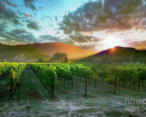 Napa Poster featuring the photograph Wine Country by Jon Neidert
