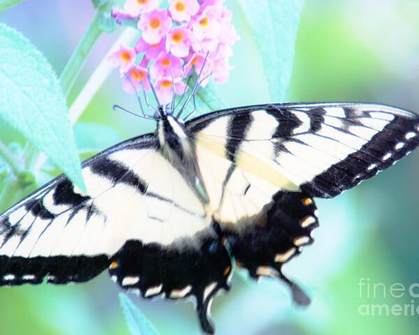 Butterfly Poster featuring the photograph Wings by Merle Grenz