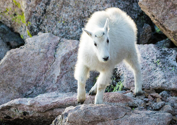 Mountain Goat Poster featuring the photograph Winter Coats #2 by Mindy Musick King