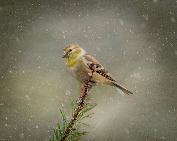 Winter Poster featuring the photograph Winter Goldfinch by Cathy Kovarik