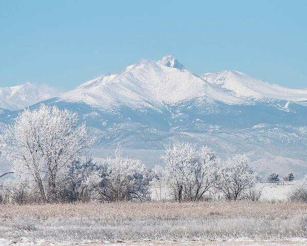 Winter Poster featuring the photograph Winter Trees and Longs Peak by Aaron Spong