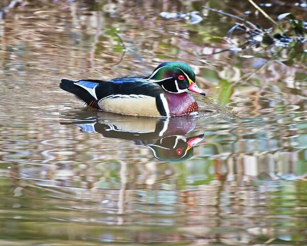 Wood Duck Poster featuring the photograph Wood Drake by Allan Van Gasbeck