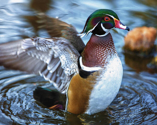 Wildlife Poster featuring the photograph Wood Duck Flap by Bill and Linda Tiepelman
