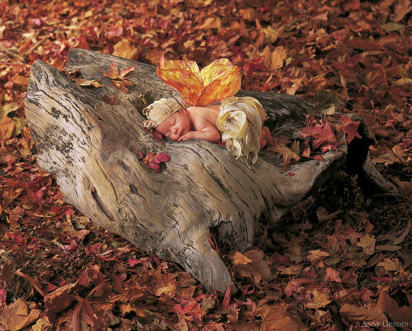 Fall Poster featuring the photograph Woodland Fairy by Anne Geddes
