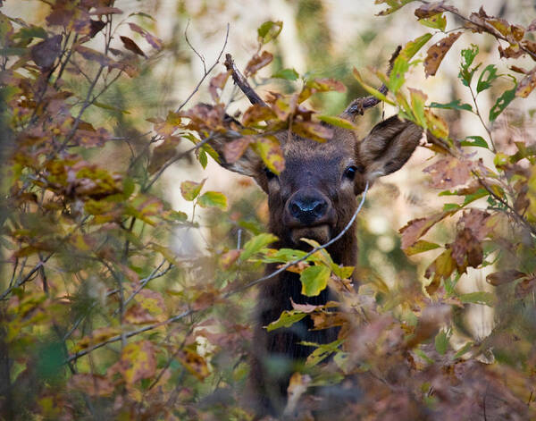 Yearling Elk Poster featuring the photograph Yearling Elk Peeking Through Brush by Michael Dougherty
