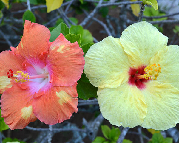 Flower Poster featuring the photograph Yellow and Orange Hibiscus Flowers by Amy Fose