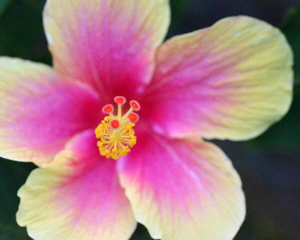 Flower Poster featuring the photograph Yellow and Pink Hibiscus 2 by Amy Fose