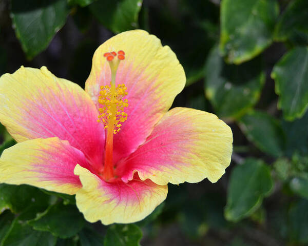 Flower Poster featuring the photograph Yellow and Pink Hibiscus 1 by Amy Fose