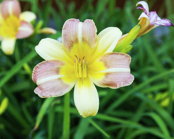 Daylily Poster featuring the photograph Yellow Daylily by D K Wall
