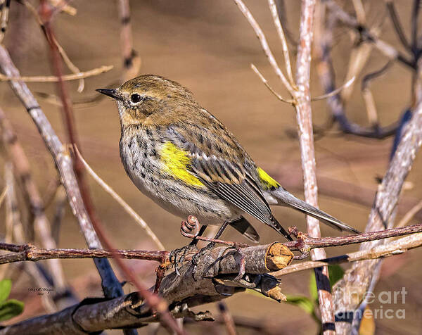 Nature Poster featuring the photograph Yellow-Rumped Warbler by DB Hayes