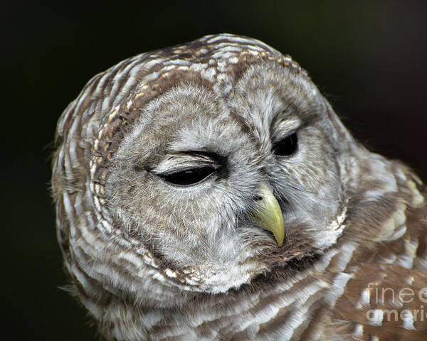 Barred Owl Owl Poster featuring the photograph You Mean Whom? by Amy Porter
