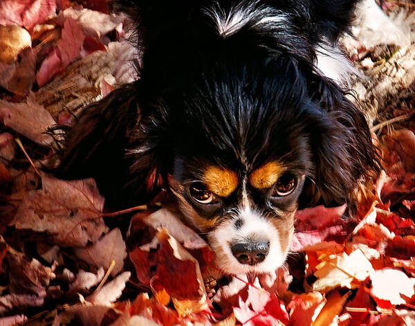 Tri Colored Cavalier King Chalres Spaniel Poster featuring the photograph Zoey - Look Into My Eyes by Gwen Gibson