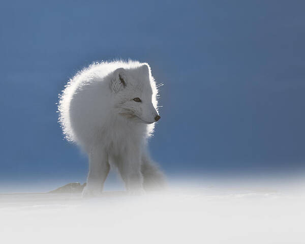 Arctic Fox Poster featuring the photograph Arctic Fox by Roberto Marchegiani