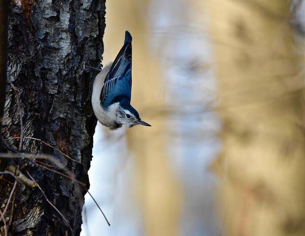 Wall Art Poster featuring the photograph Blue Jay #1 by Jeffrey PERKINS