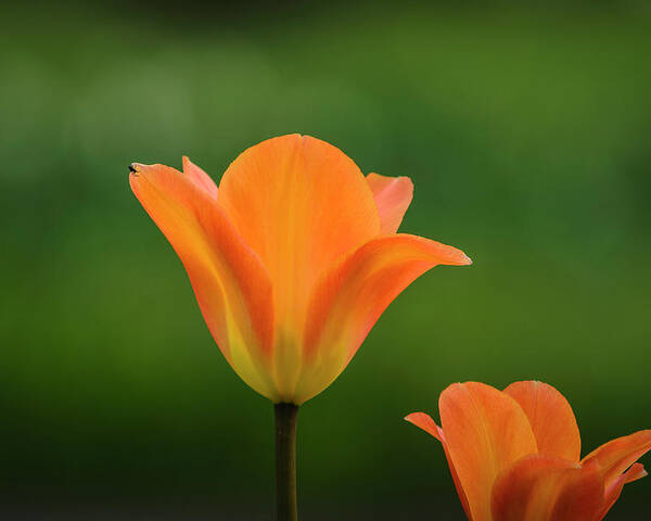 AD907 Photo Picture Poster Print Art A0 to A4 NATURE POSTER ORANGE TULIPS 