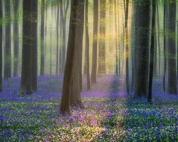 Summer Poster featuring the photograph Daydreaming Of Bluebells by Adrian Popan