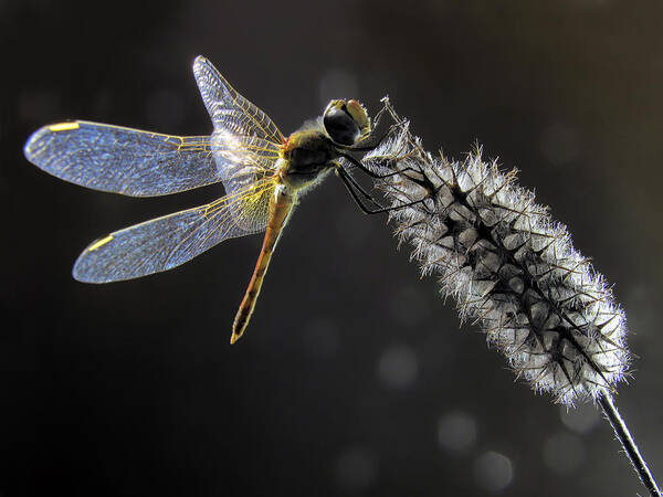 Dragonfly Poster featuring the photograph Dragonfly by Jimmy Hoffman