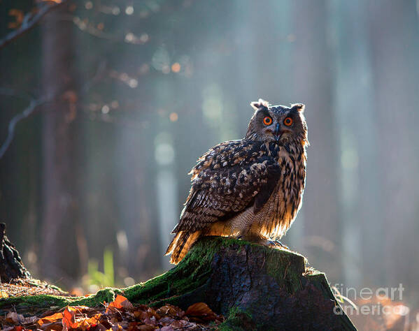 Big Poster featuring the photograph Eurasian Eagle Owl Bubo Bubo Sitting by Vladimir Hodac