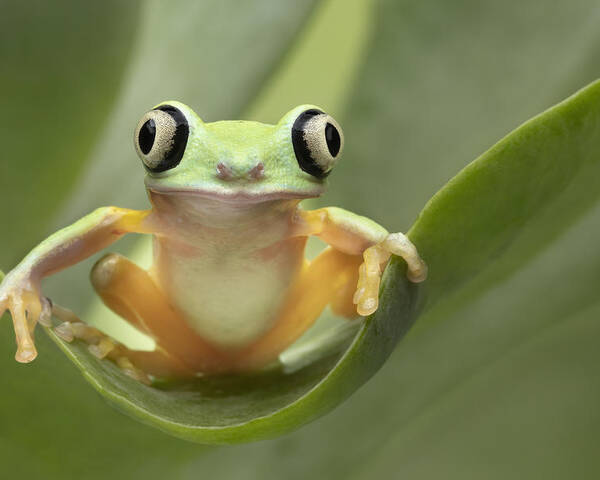 Frog Poster featuring the photograph Lemur Tree Frog On A Leaf by Linda D Lester