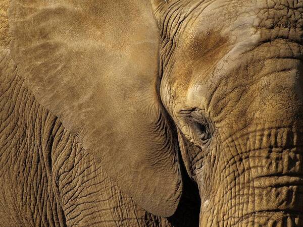 Elephant Poster featuring the photograph Natural Sepia by Jo Beerens