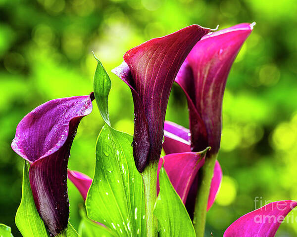 Araceae Poster featuring the photograph Purple Calla Lily Flower by Raul Rodriguez
