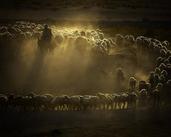 Documentary Poster featuring the photograph Shep Herd by Feyzullah Tunç