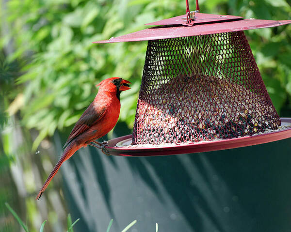 Cardinal Poster featuring the photograph Male Cardinal #2 by Jeff Ross