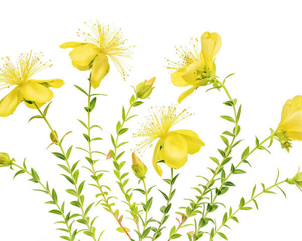 Yellow Poster featuring the photograph Hypericum by Mandy Disher