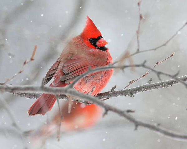 Cardinal Poster featuring the photograph Snowy Cardinal by Brook Burling