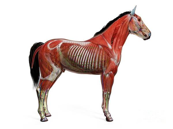 Horse Anatomy Poster by Sebastian Kaulitzki/science Photo Library - Fine  Art America