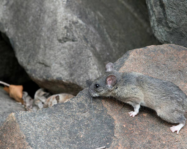 Allegheny Woodrat Poster featuring the photograph Allegheny Woodrat Neotoma Magister by David Kenny