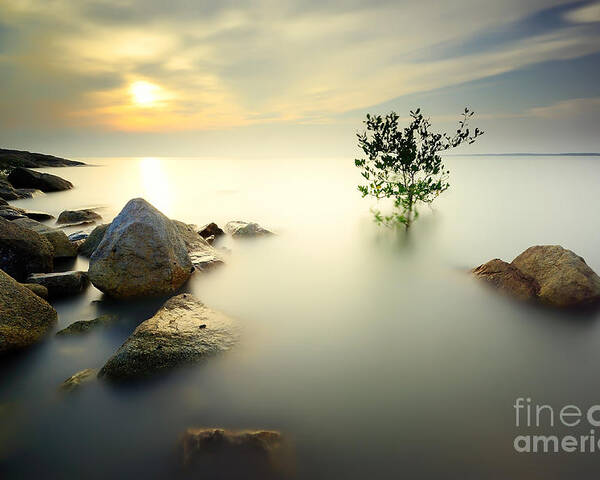 Beauty Poster featuring the photograph A Lone Tree Partially Submerged by Shahrulnizamks