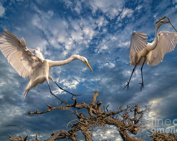 Egrets Poster featuring the photograph A Magnificent View of Nature by DB Hayes