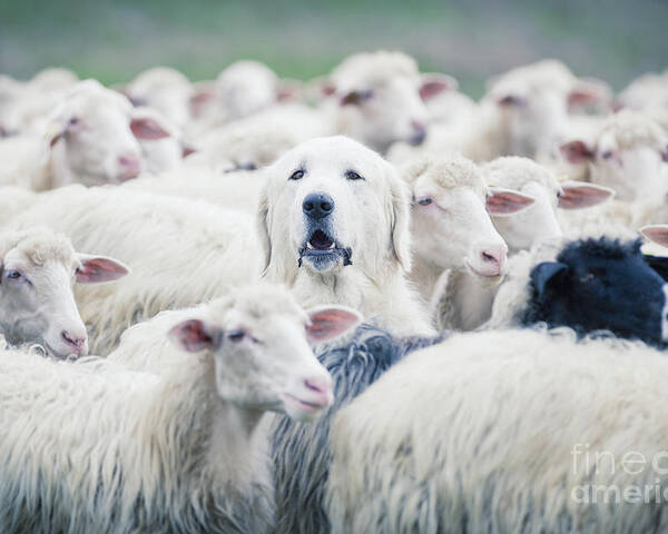 Crowd Poster featuring the photograph A Shepherd Dog Popping His Head by Anadman Bvba